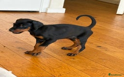 Dobermann dogs for sale: KC Registered Champion-lines Dobermans - Image 3