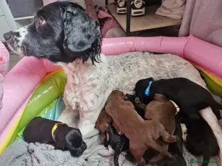 Sprocker dogs Sprocker puppies - Advert 1