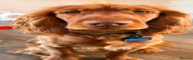 Cocker Spaniel 1