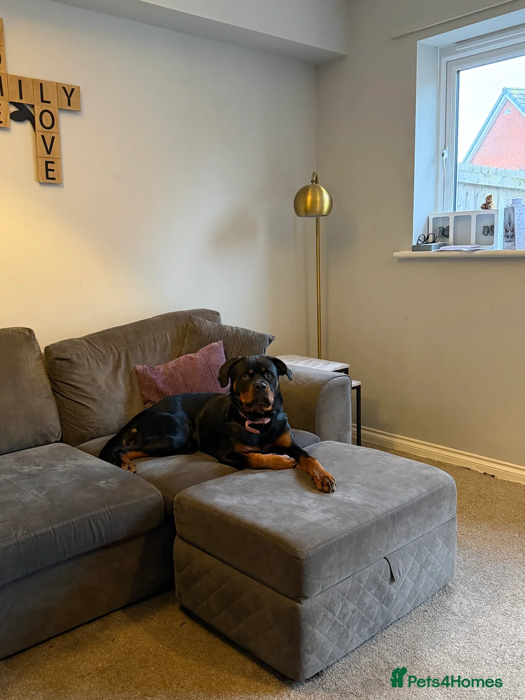 Rottweiler dogs for sale: 10 month old female Rottie - Advert 3