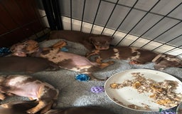 Dachshund dogs for sale: Miniature Dachshund pups £1000 - Image 6