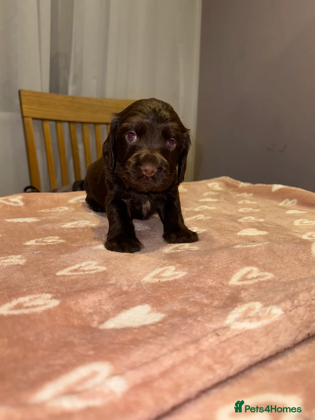Cocker Spaniel dogs for sale: Adorable cocker spaniel puppies - Advert 30