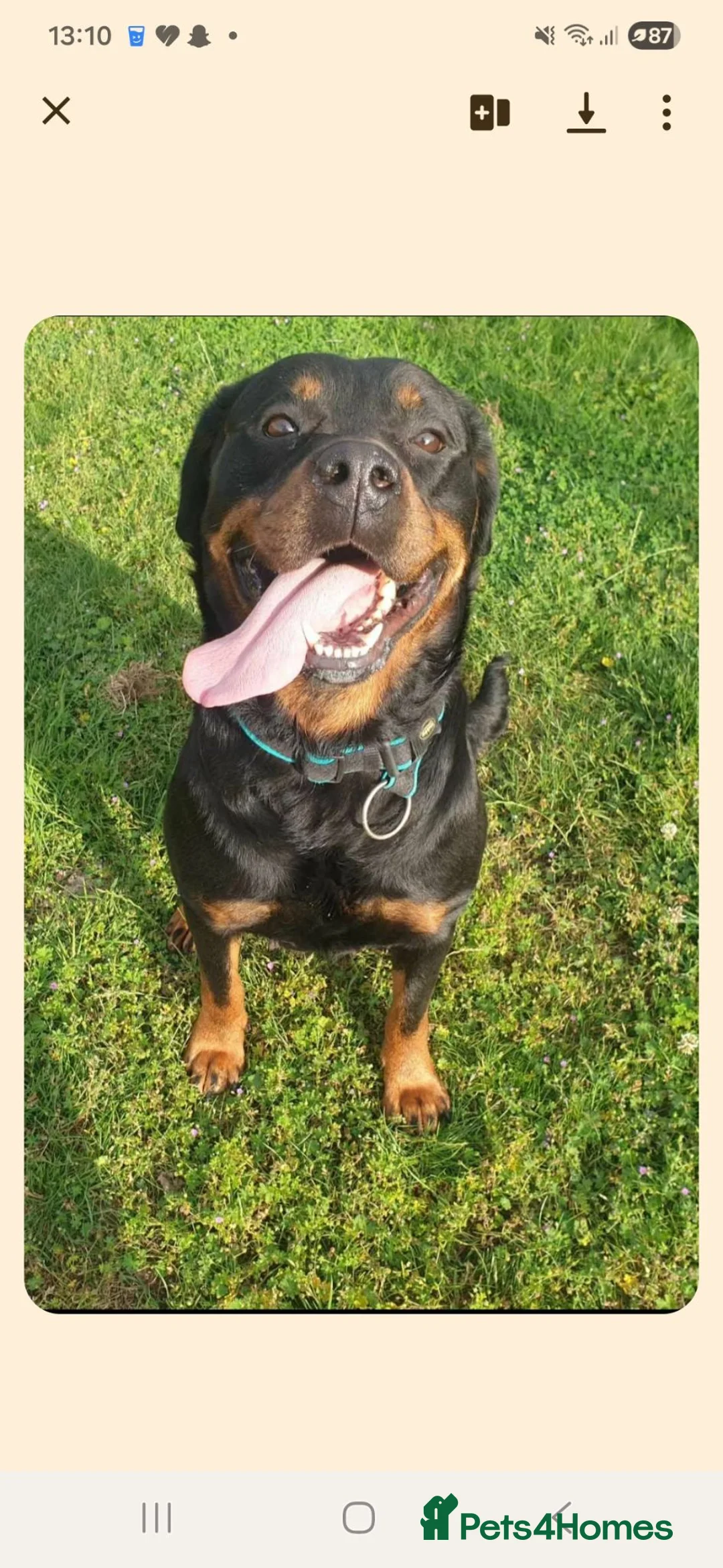 Rottweiler dogs for sale: Adorable 4 year old Rottweiller girl - Advert 3