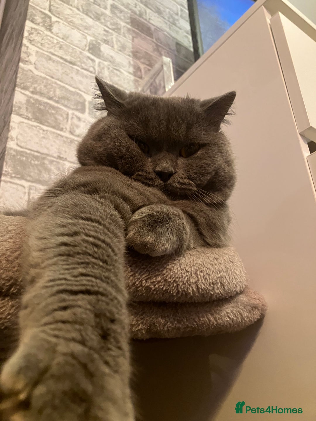 British Shorthair cats for stud: 🩵 British shorthair 🩵 - Advert 3