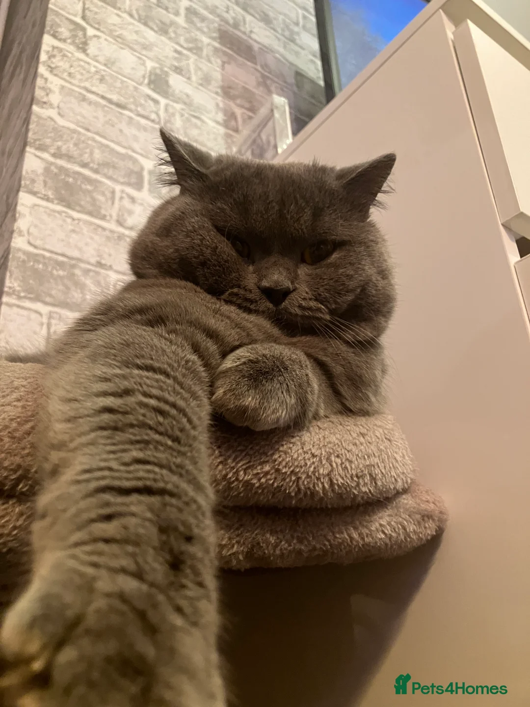 British Shorthair cats for stud: 🩵 British shorthair 🩵 - Advert 1