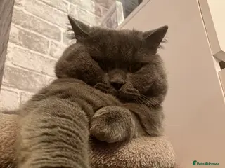 British Shorthair cats 🩵 British shorthair 🩵 - Advert 1