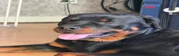 Rottweiler dogs for sale: MALE ROTTIE - Advert 4