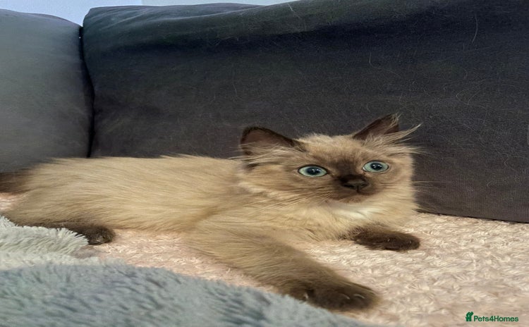 Ragdoll cats - Advert 9