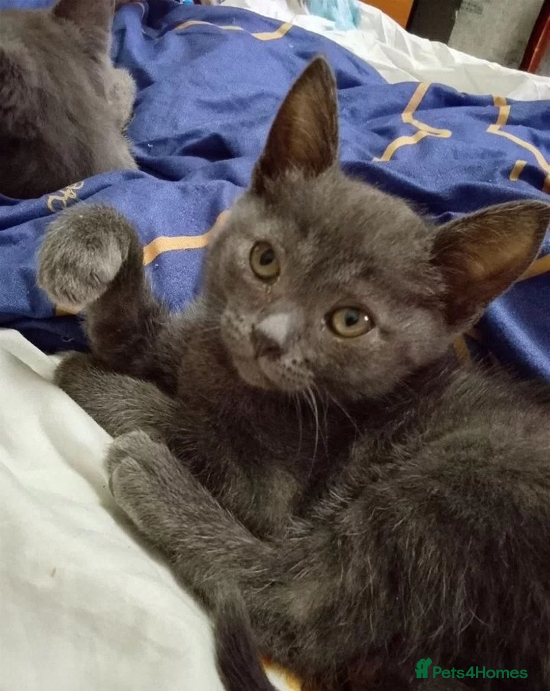 Russian Blue cats for sale: calm loving Russian blue kitties - Advert 2