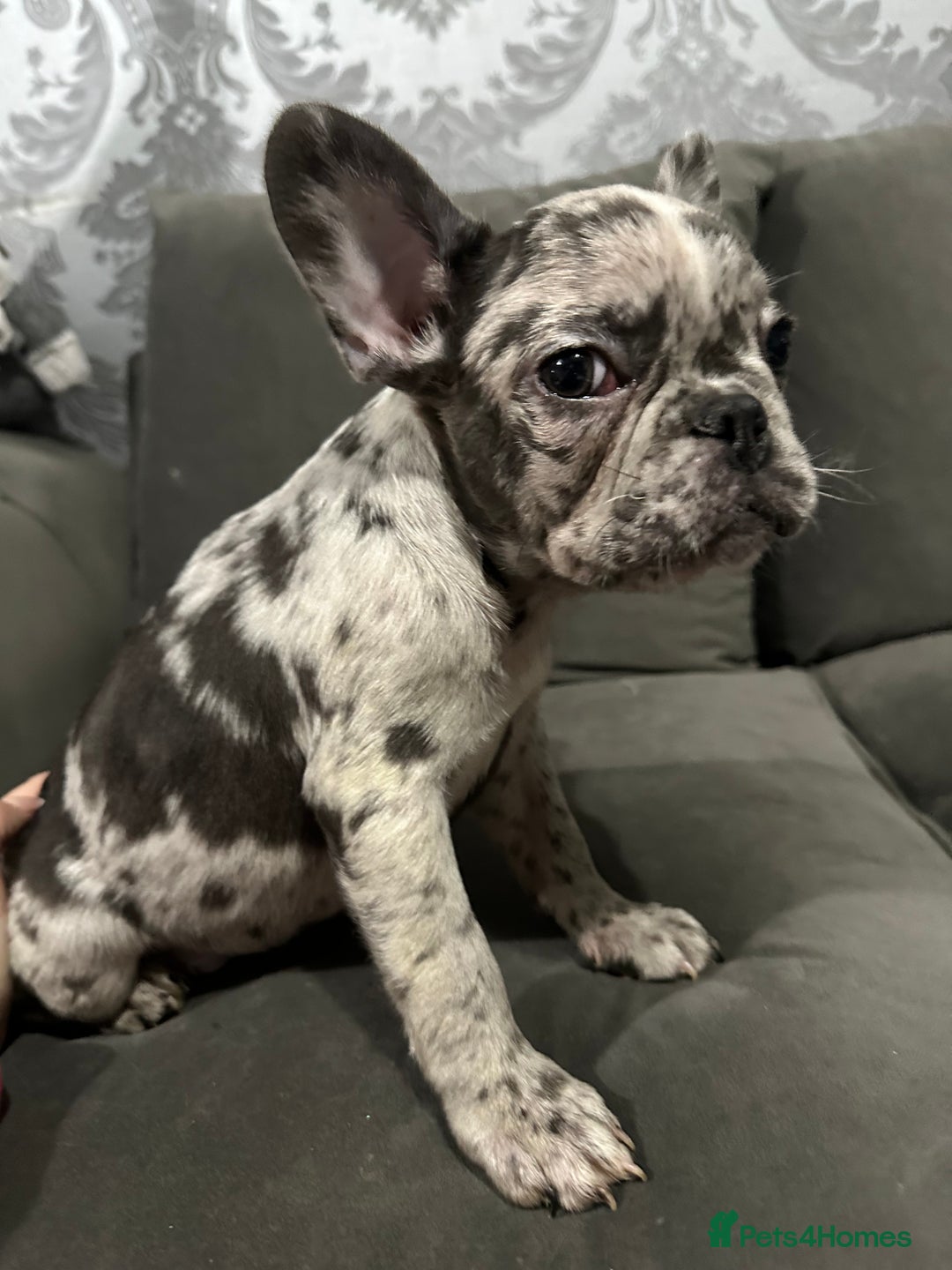 French Bulldog dogs for sale: Lilac carrying fluffy  - Advert 16
