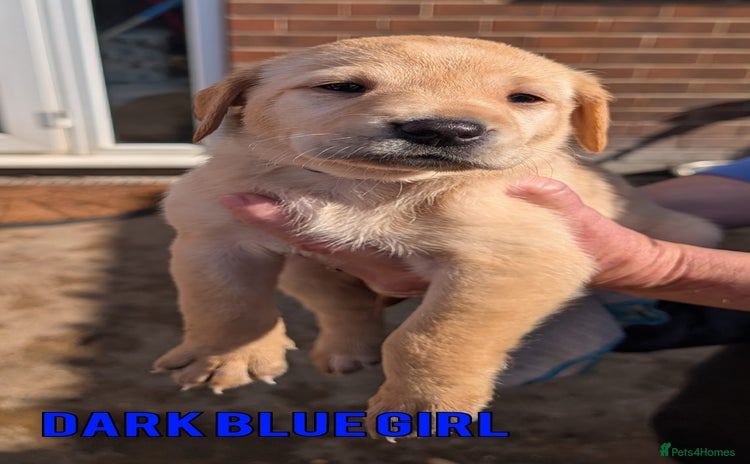 Labrador Retriever dogs - Advert 16