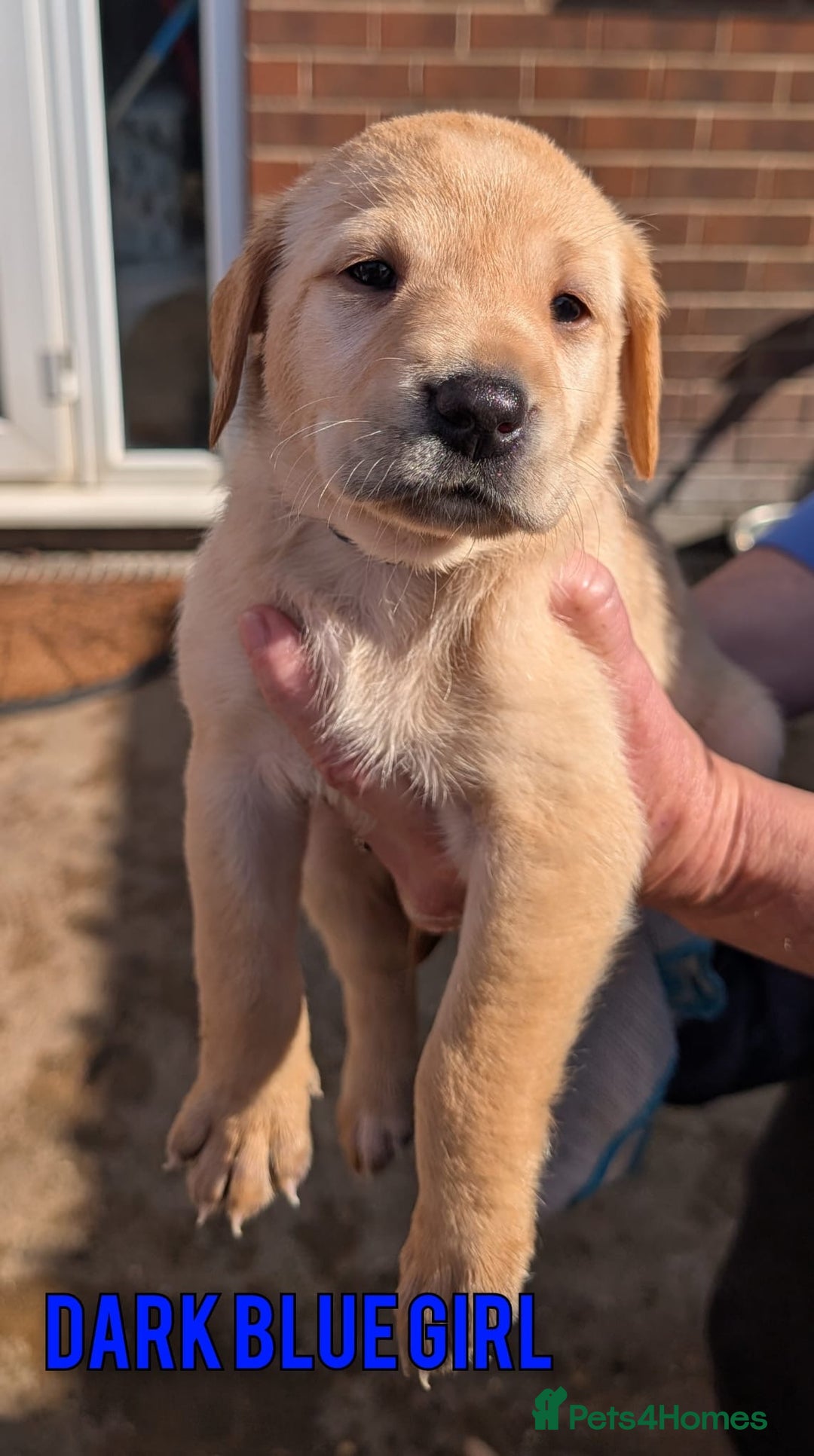 Labrador Retriever dogs for sale: Black/Golden Labrador Pups - Image 1