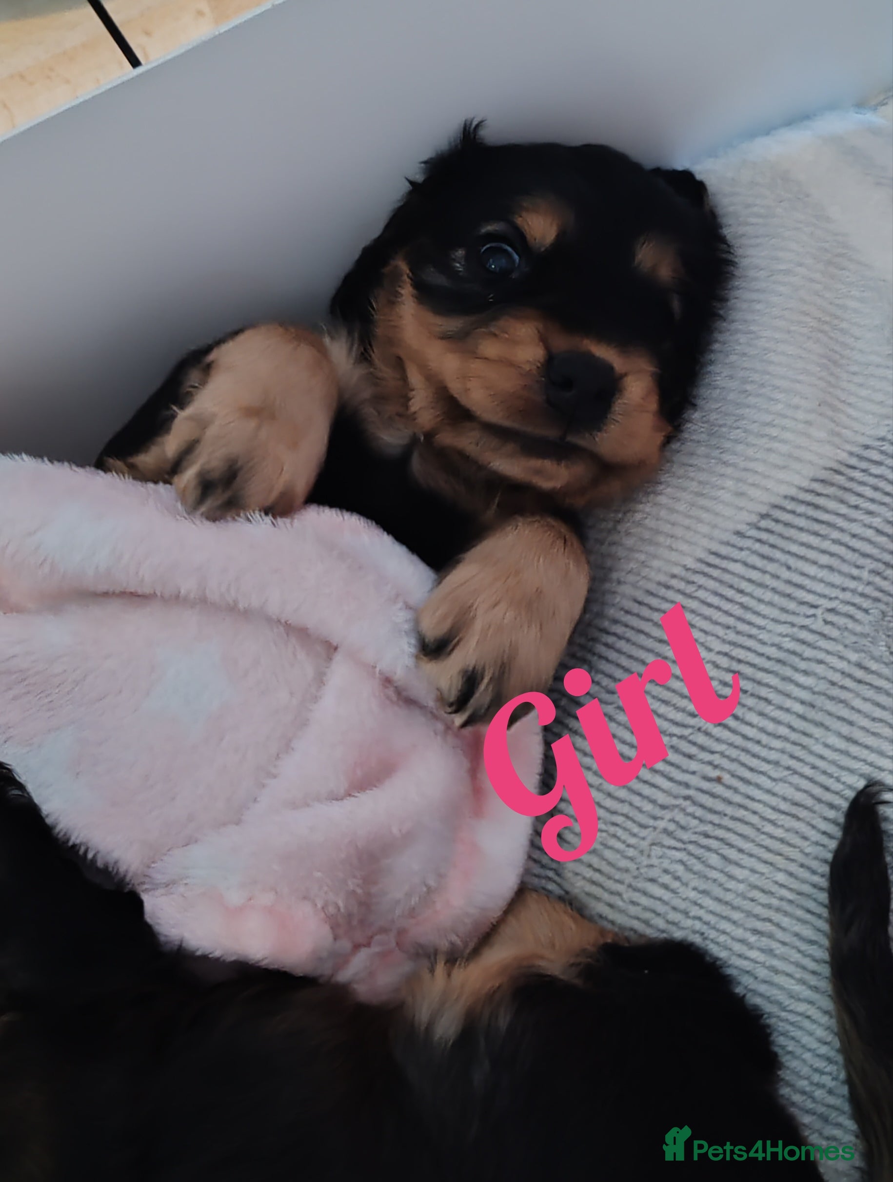 Cocker Spaniel dogs Show Cocker spaniel puppy's  - Advert 5