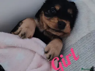 Cocker Spaniel dogs Show Cocker spaniel puppy's - Advert 5