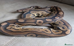 Python Snake reptiles for sale: Royal pyrhons  - Image 4