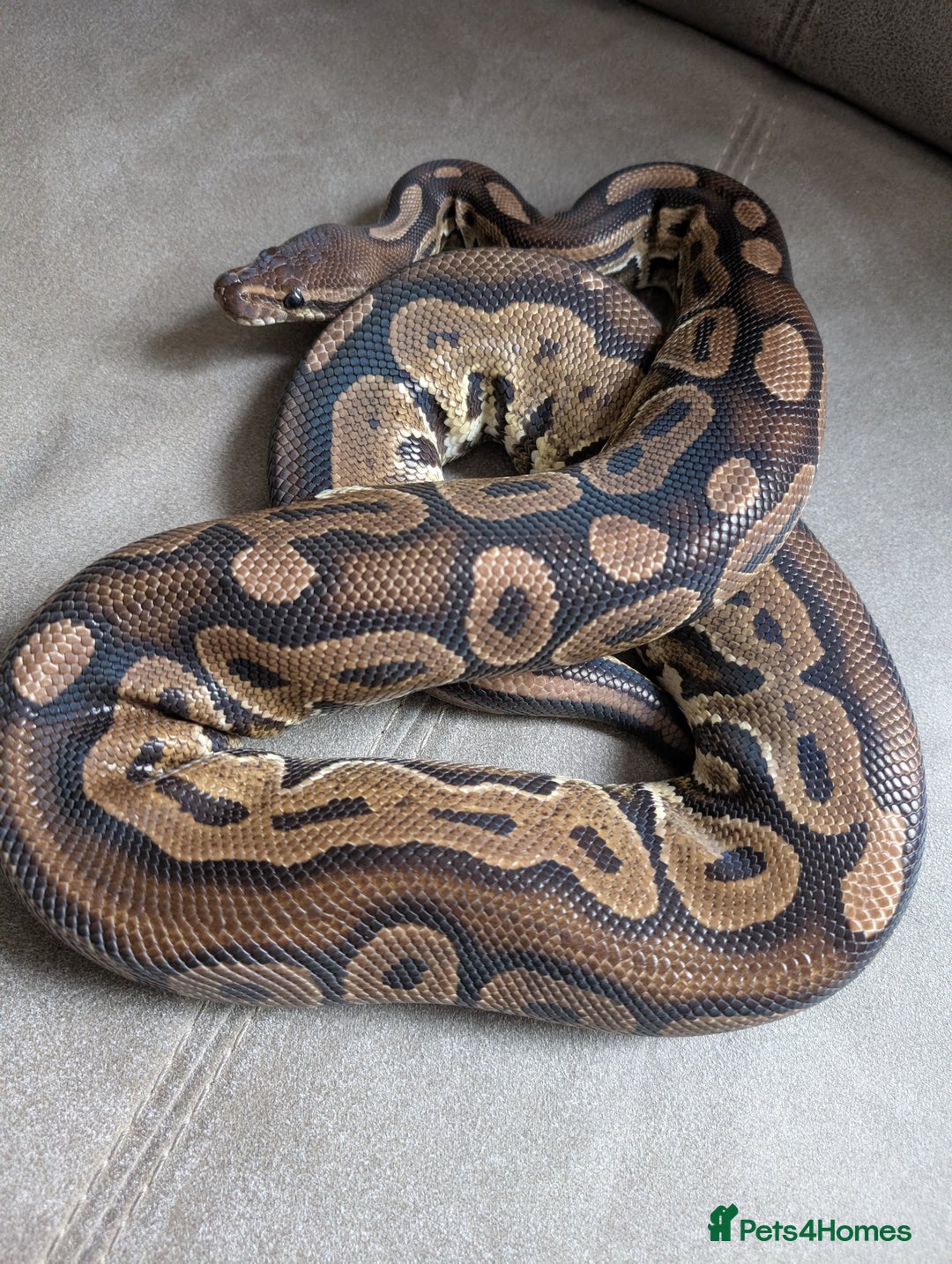 Python Snake reptiles for sale: Royal pyrhons  - Image 4