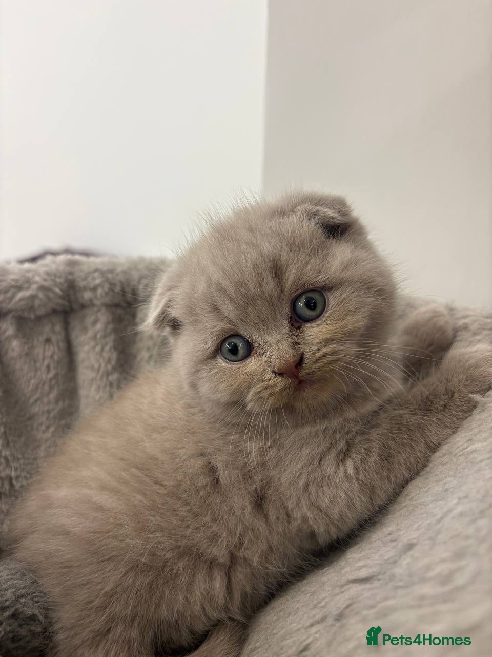 Scottish Fold cats for sale: Amazing Lilac And Blue Scottish Fold Kittens - Advert 4
