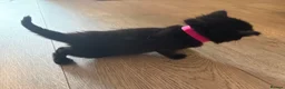 Mixed Breed cats for sale: Balinese X British short hair Black fluffy kittens - Advert 24
