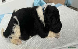 Newfoundland dogs for sale: KC registered Newfoundland Puppies. Health tested - Image 12