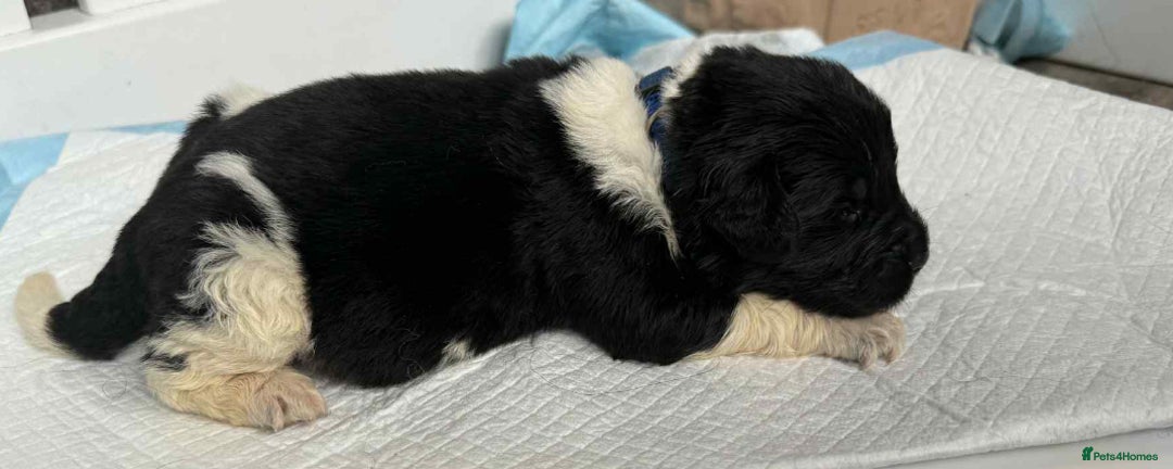 Newfoundland dogs for sale: KC registered Newfoundland Puppies. Health tested - Image 12