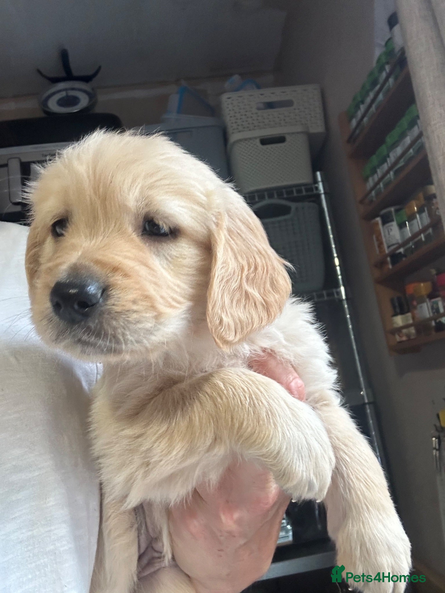 Golden Retriever dogs Golden Retrievers - Gwynedd  - Advert 2
