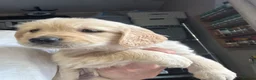 Golden Retriever dogs for sale: Golden Retrievers - Gwynedd  - Advert 3