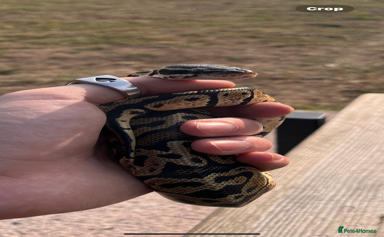 Python Snake reptiles - Advert 3