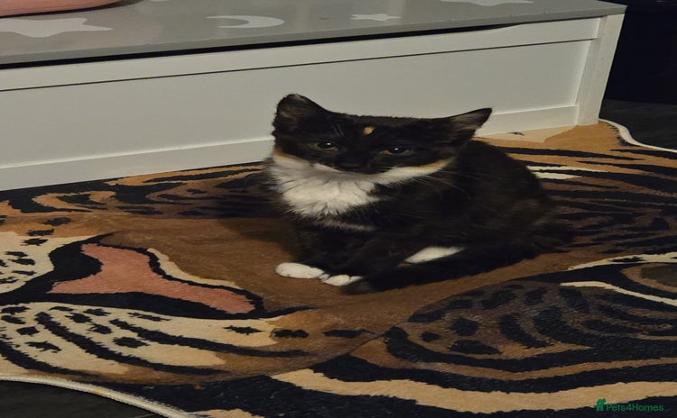 Mixed Breed cats - Advert 2