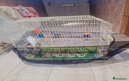 Budgerigars birds for sale:  2 white budgies pair and a java sprarrow  - Image 4