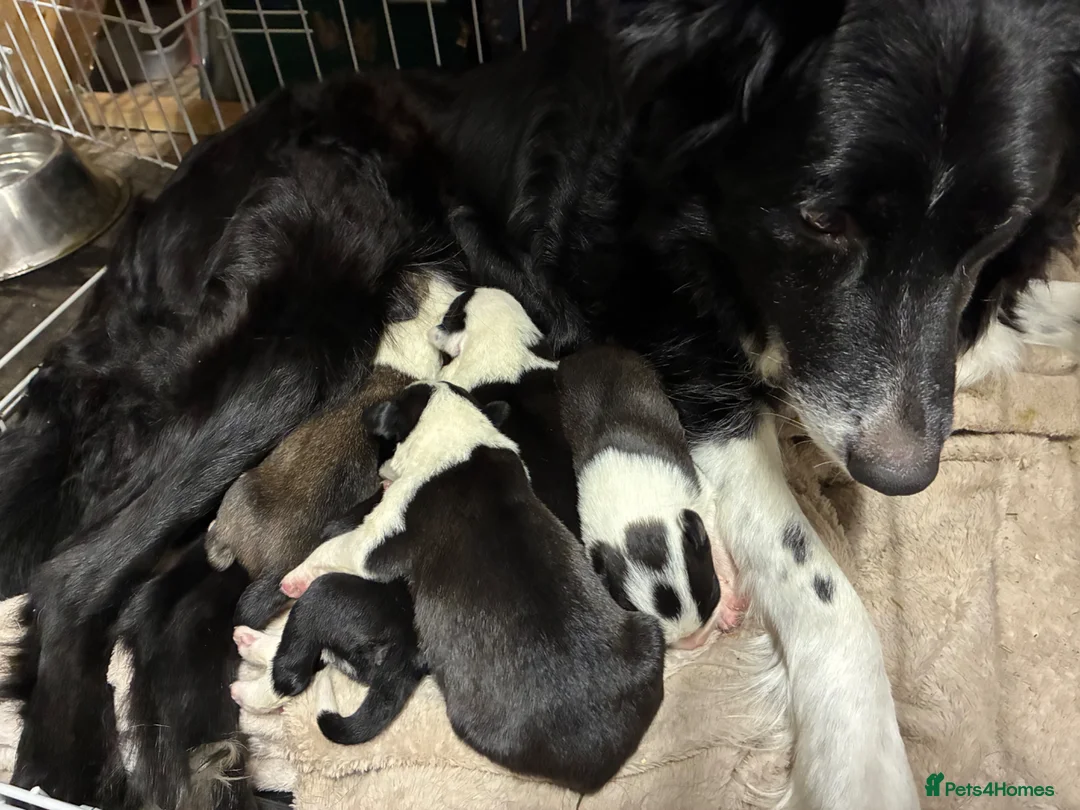 Mixed Breed dogs for sale: Puppies - Advert 2