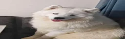 Samoyed dogs for stud: Samoyed for stud - Advert 2