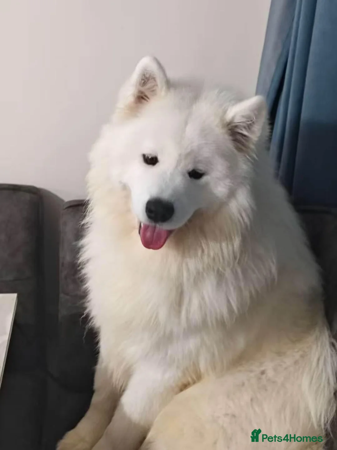 Samoyed dogs for stud: Samoyed for stud - Advert 2