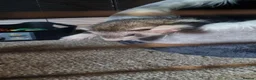 Ferret rodents for sale: Hob for sale  - Advert 3