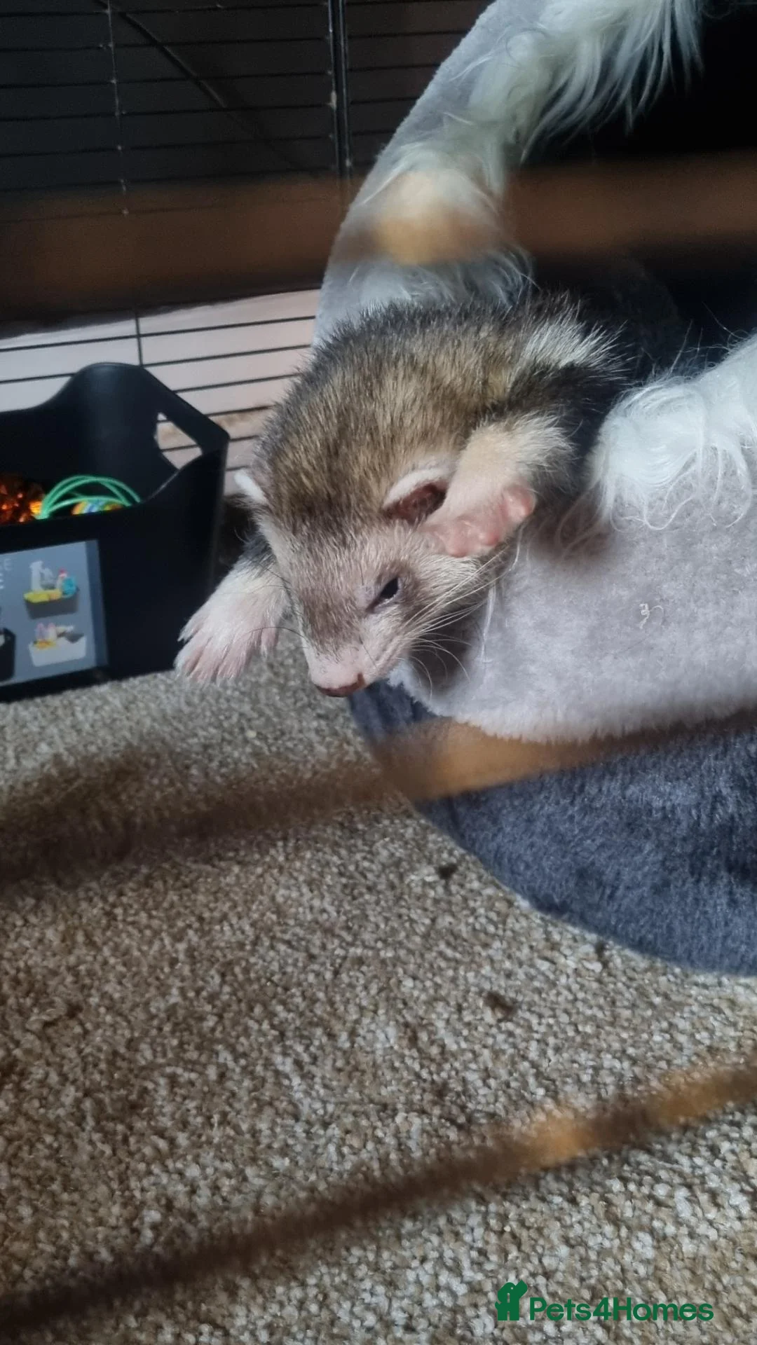Ferret rodents for sale: Hob for sale  - Advert 3