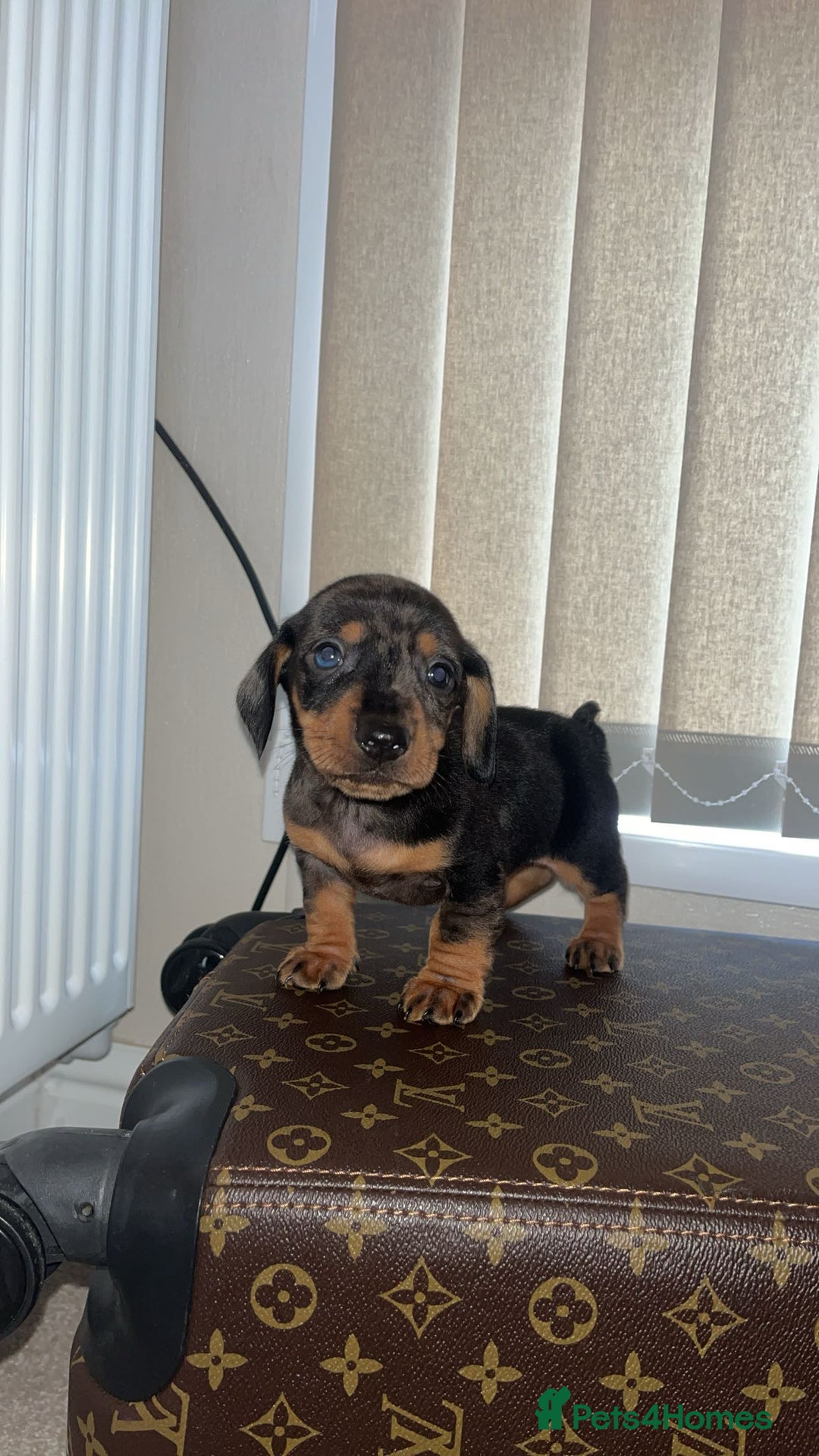 Miniature Dachshund dogs for sale: Miniature dachshund puppies - Advert 4