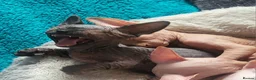 Sphynx cats for sale: Last Canadian Sphynx looking for his forever home - Advert 30
