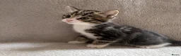 Mixed Breed cats for sale: Adorable Kittens Looking for Their Forever Home - Advert 29