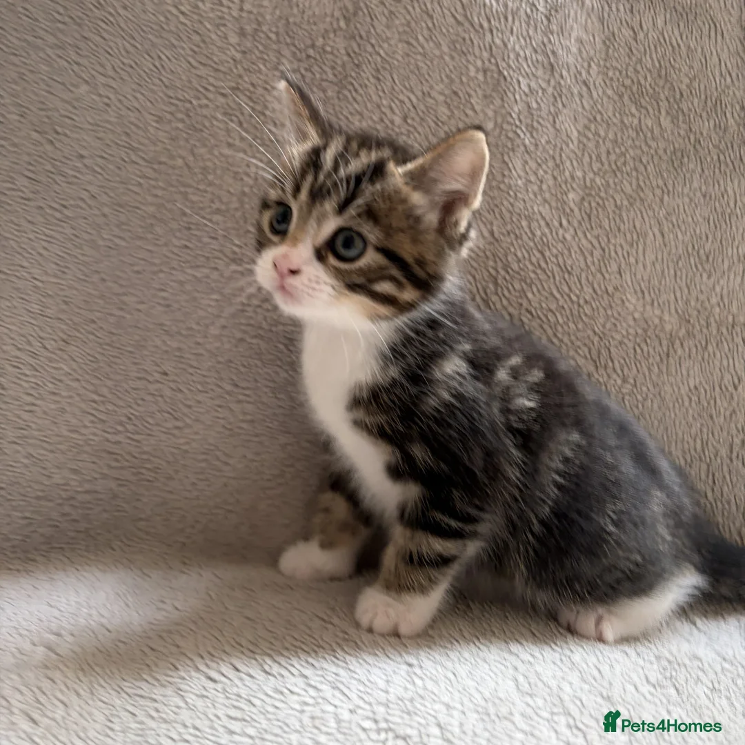 Mixed Breed cats for sale: Adorable Kittens Looking for Their Forever Home - Advert 29