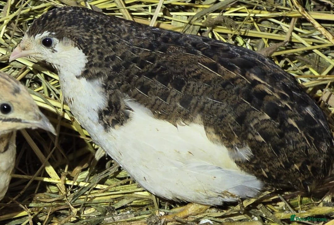 Quail poultry for sale: Chinese Painted and Coturnix Quail - Advert 5