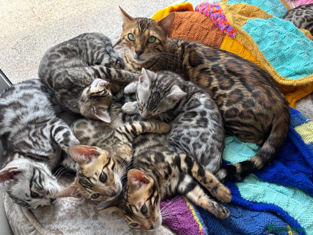 Bengal cats for sale: Stunning TICA registered bengal kittens  in Huntly - Image 6