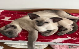 Siamese cats for sale: Gorgeous New Style Siamese Kittens - Image 5