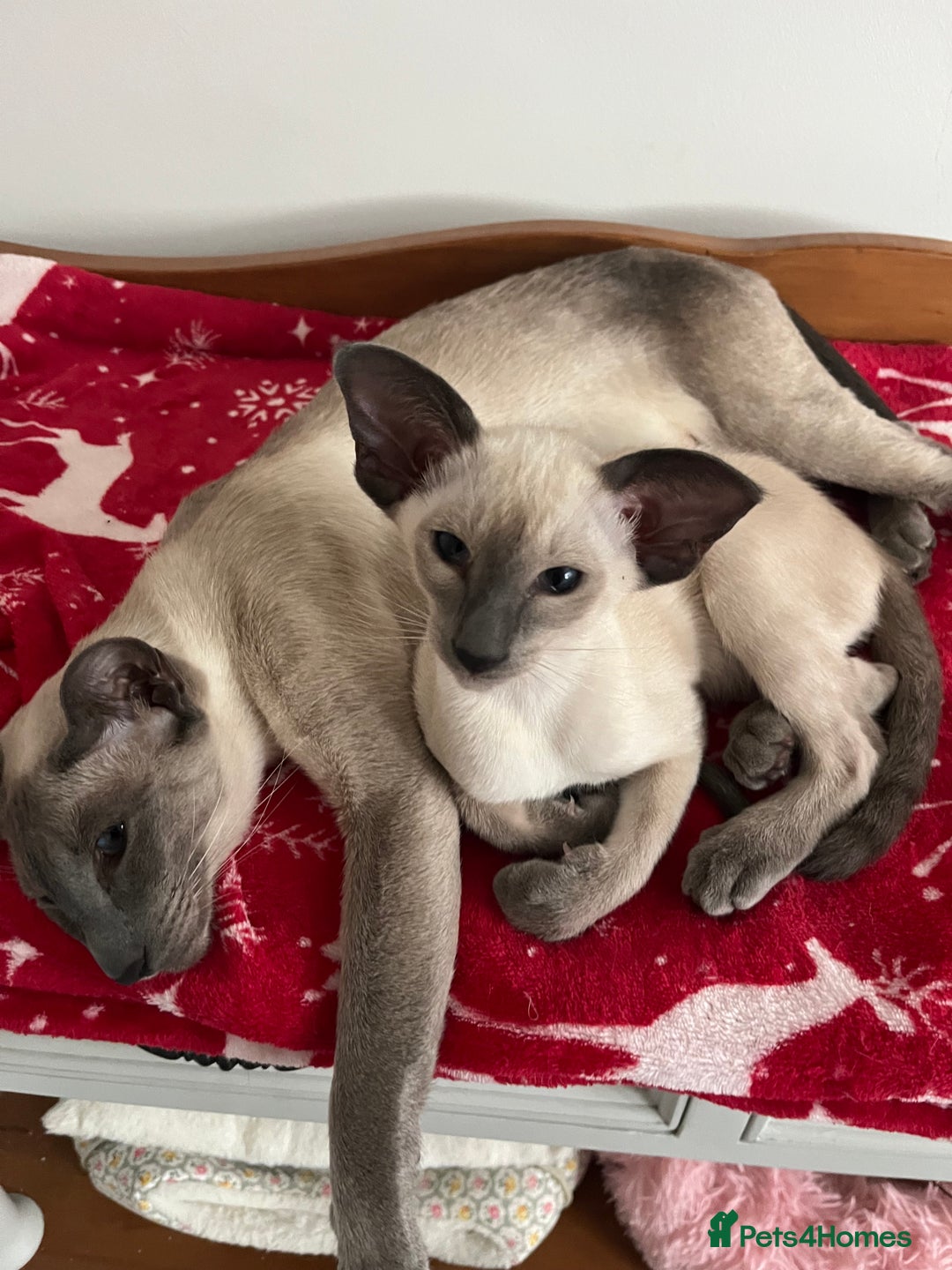 Siamese cats for sale: Gorgeous New Style Siamese Kittens - Image 5