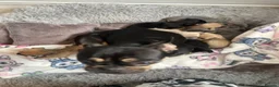 Mixed Breed dogs for sale: Frenchie x chihuahua  in Neath - Advert 6