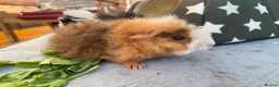 Guinea Pig rodents for sale: Bonded teddy x Abyssinian males - Advert 9