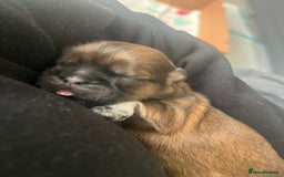 Shih Tzu dogs for sale: Beautiful Shih Tzu Pups - Image 10