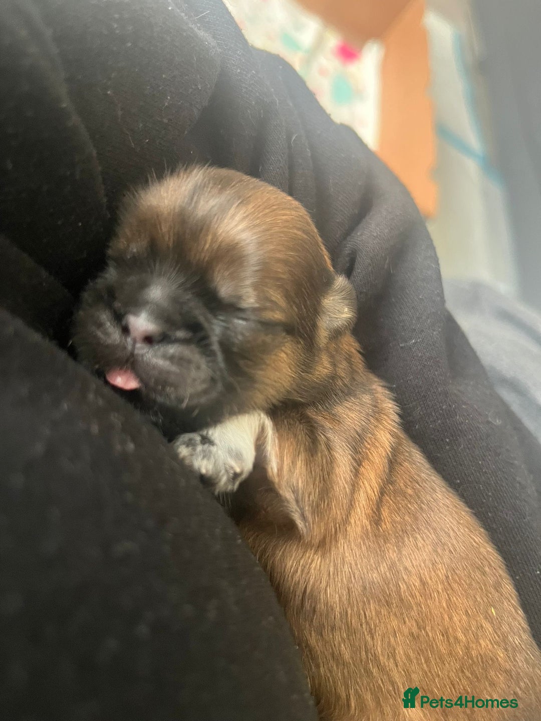 Shih Tzu dogs for sale: Beautiful Shih Tzu Pups - Image 10