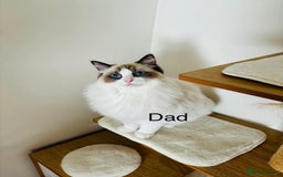 Ragdoll cats for sale: Beautiful ragdoll kittens  - Image 11