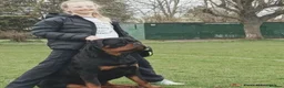 Rottweiler dogs for sale: EUROPEAN BLOODLINE ROTTWEILER PUPS  - Advert 6
