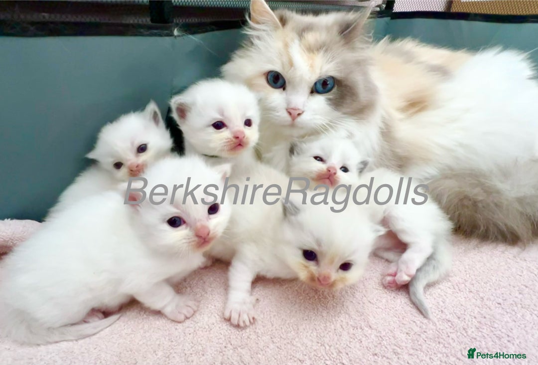 Ragdoll cats for sale: Last kitten left - absolutely beautiful and placid - Image 8