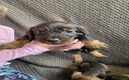 Dachshund dogs for sale: Dachshund wire haired (teckel pups) ✨ - Image 11